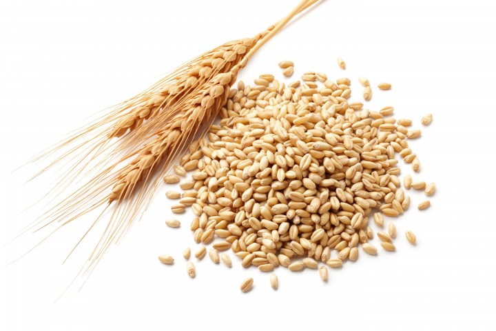 wheat ears triticum and wheat kernels isolated on white